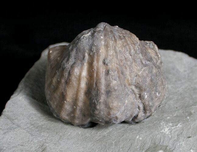 Platystrophia Brachiopod Fossil From Kentucky #6647